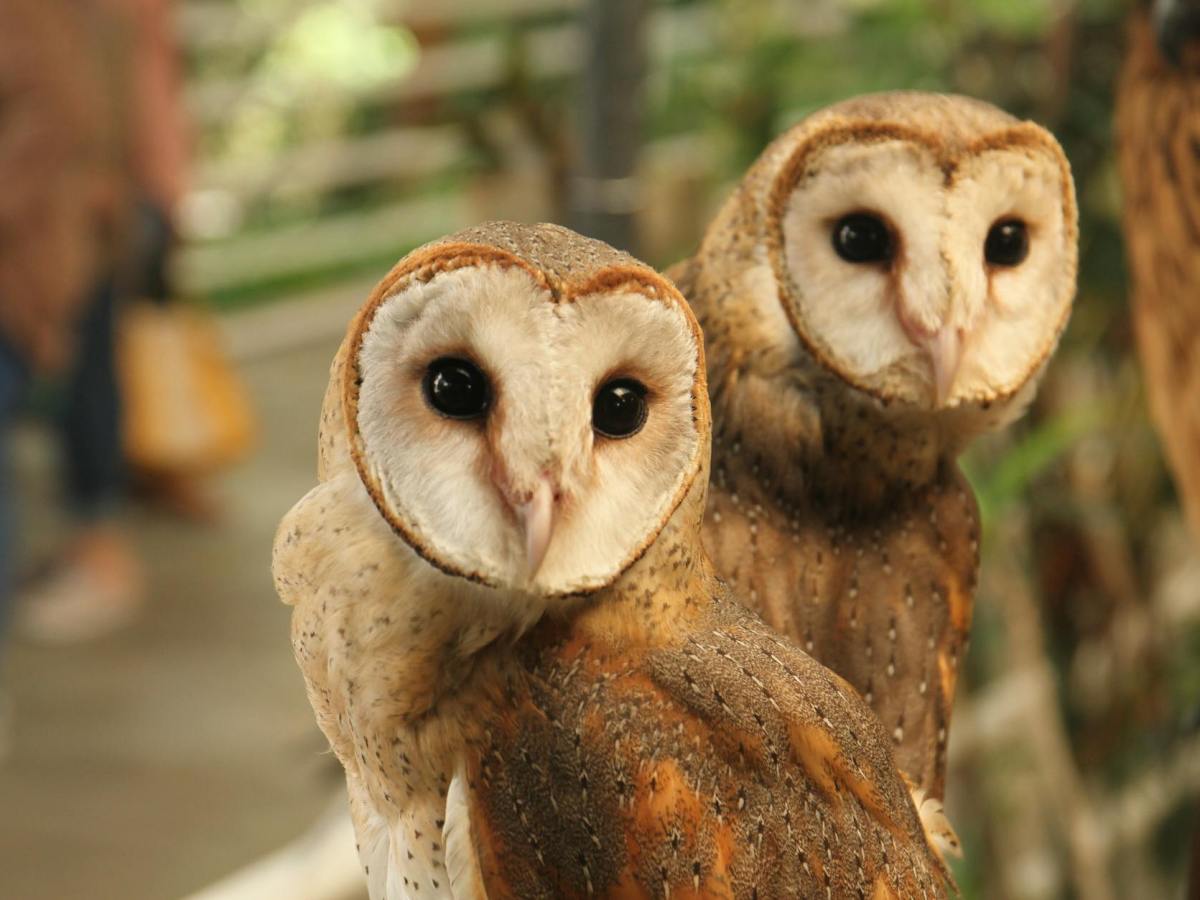 5 redenen waarom ik geen Kerkuil mag